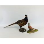 A TAXIDERMY STUDY OF A COCK PHEASANT ALONG WITH A CHINA STUDY OF A COCK PHEASANT