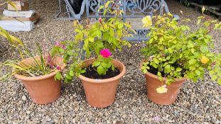 A GROUP OF THREE MATCHING TERRACOTTA POTS TO INCLUDE TWO ROSES.