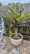 A TERRACOTTA POTTED MONKEY PUZZLE TREE, H 126CM.