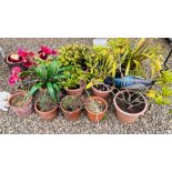 A GROUP OF 15 ASSORTED POTTED GARDEN PLANTS, A METAL CRAFT PEACOCK, CANDLE STAND.