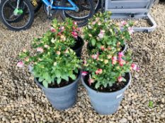 FOUR POTTED FUCHSIA PLANTS TO INCLUDE 2 X POLAR, PINK AND WHITE, CANDY.