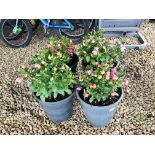 FOUR POTTED FUCHSIA PLANTS TO INCLUDE 2 X POLAR, PINK AND WHITE, CANDY.