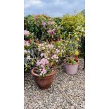 A GROUP OF FIVE POTTED GARDEN PLANTS TO INCLUDE RHODODENDRONS, BAY TREE ETC.