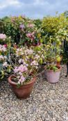 A GROUP OF FIVE POTTED GARDEN PLANTS TO INCLUDE RHODODENDRONS, BAY TREE ETC.