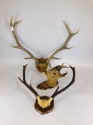 TWO PAIRS OF ANTLERS MOUNTED ON WOOD SHEILDS ALONG WITH A WALL MOUNTED DEER HEAD A/F.