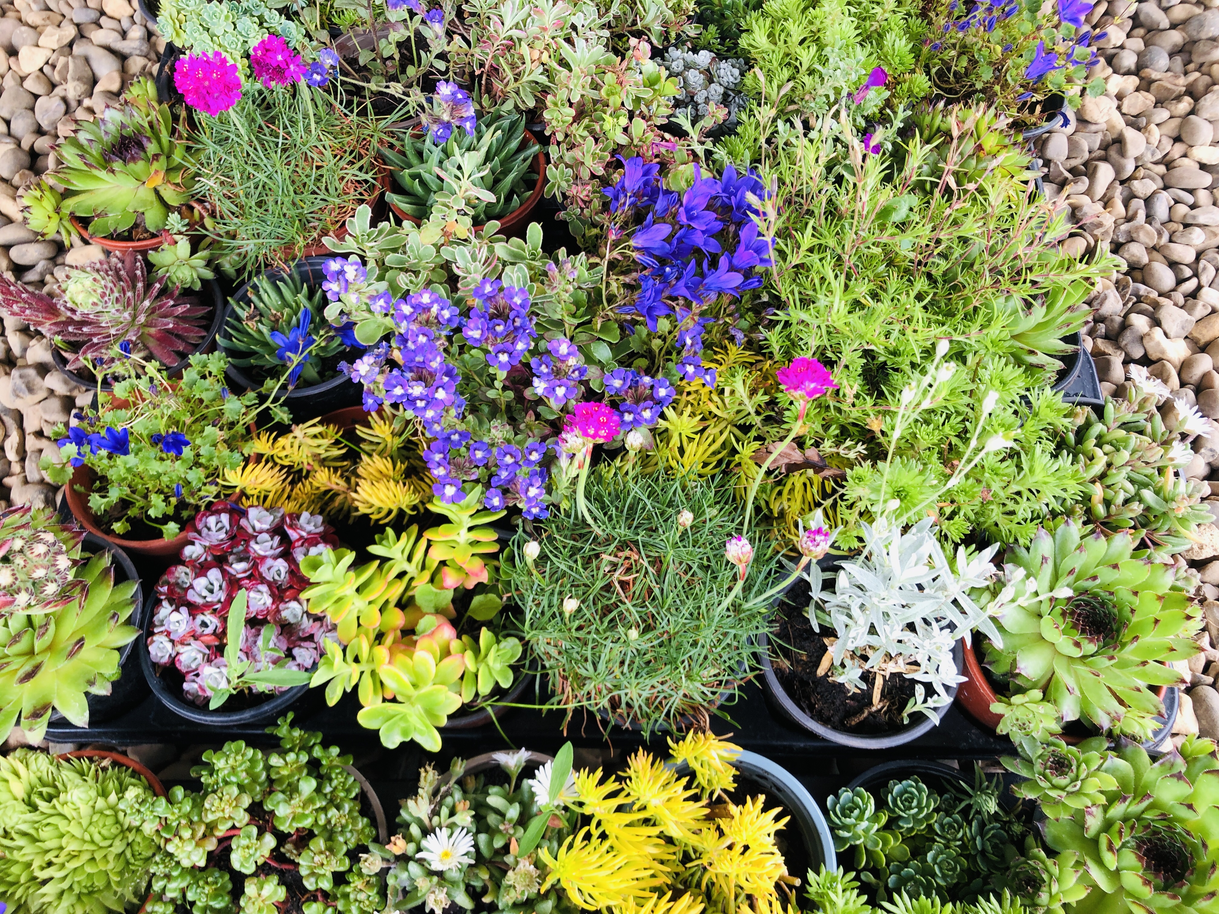 THREE TRAYS CONTAINING 18 POTTED ALPINE AND ROCKERY PLANTS. - Image 3 of 3