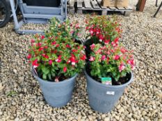 FOUR POTTED FUCHSIA PLANTS TO INCLUDE 2 X ERNIE, PINK AND WHITE, CANDY.