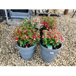 FOUR POTTED FUCHSIA PLANTS TO INCLUDE 2 X ERNIE, PINK AND WHITE, CANDY.