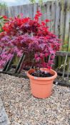 A POTTED ACER, H 106CM.