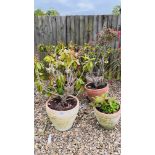 A GROUP OF SIX TERRACOTTA POTTED GARDEN PLANTS TO INCLUDE RHODODENDRONS ETC.