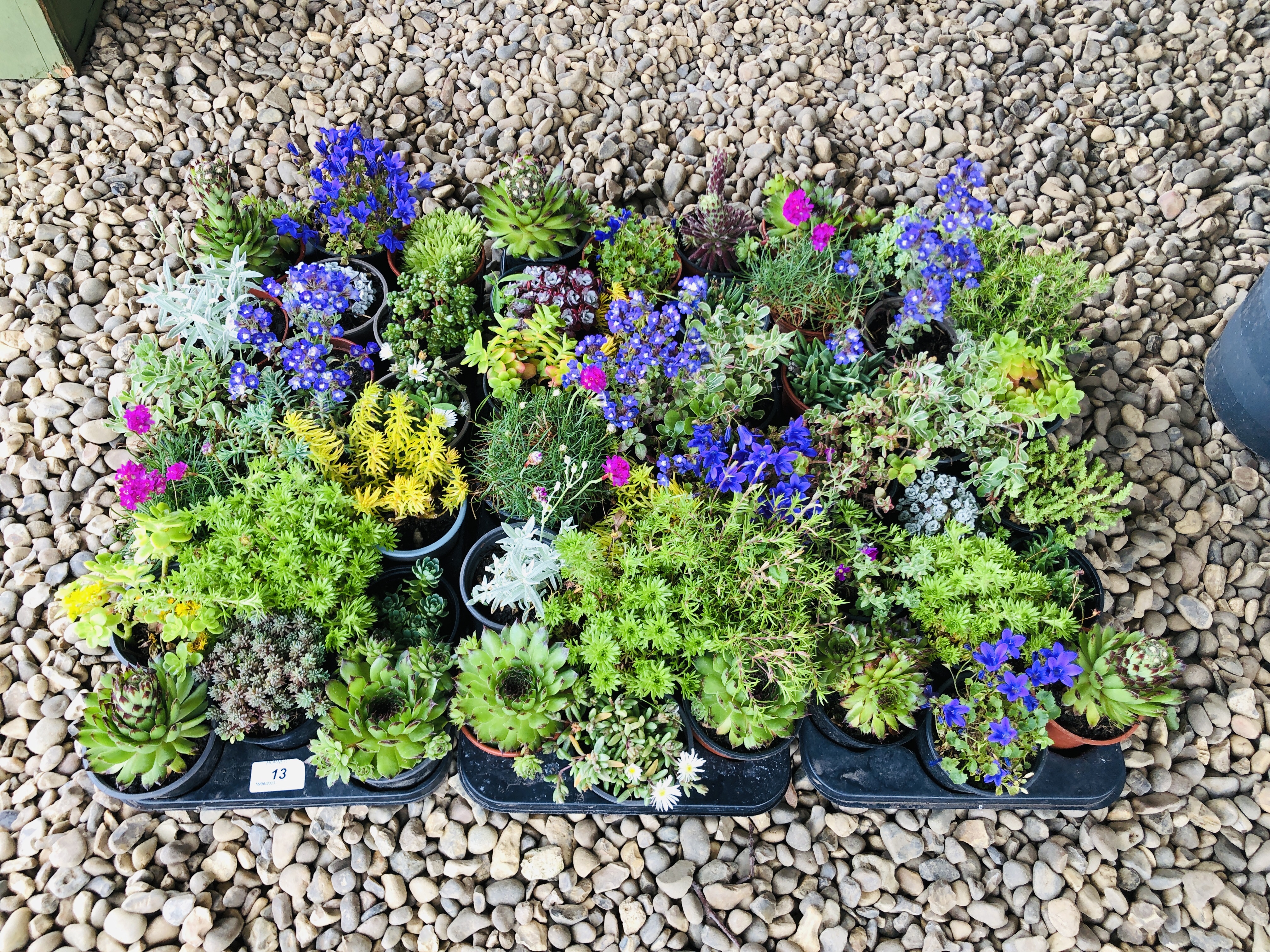 THREE TRAYS CONTAINING 18 POTTED ALPINE AND ROCKERY PLANTS.