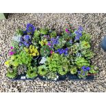 THREE TRAYS CONTAINING 18 POTTED ALPINE AND ROCKERY PLANTS.