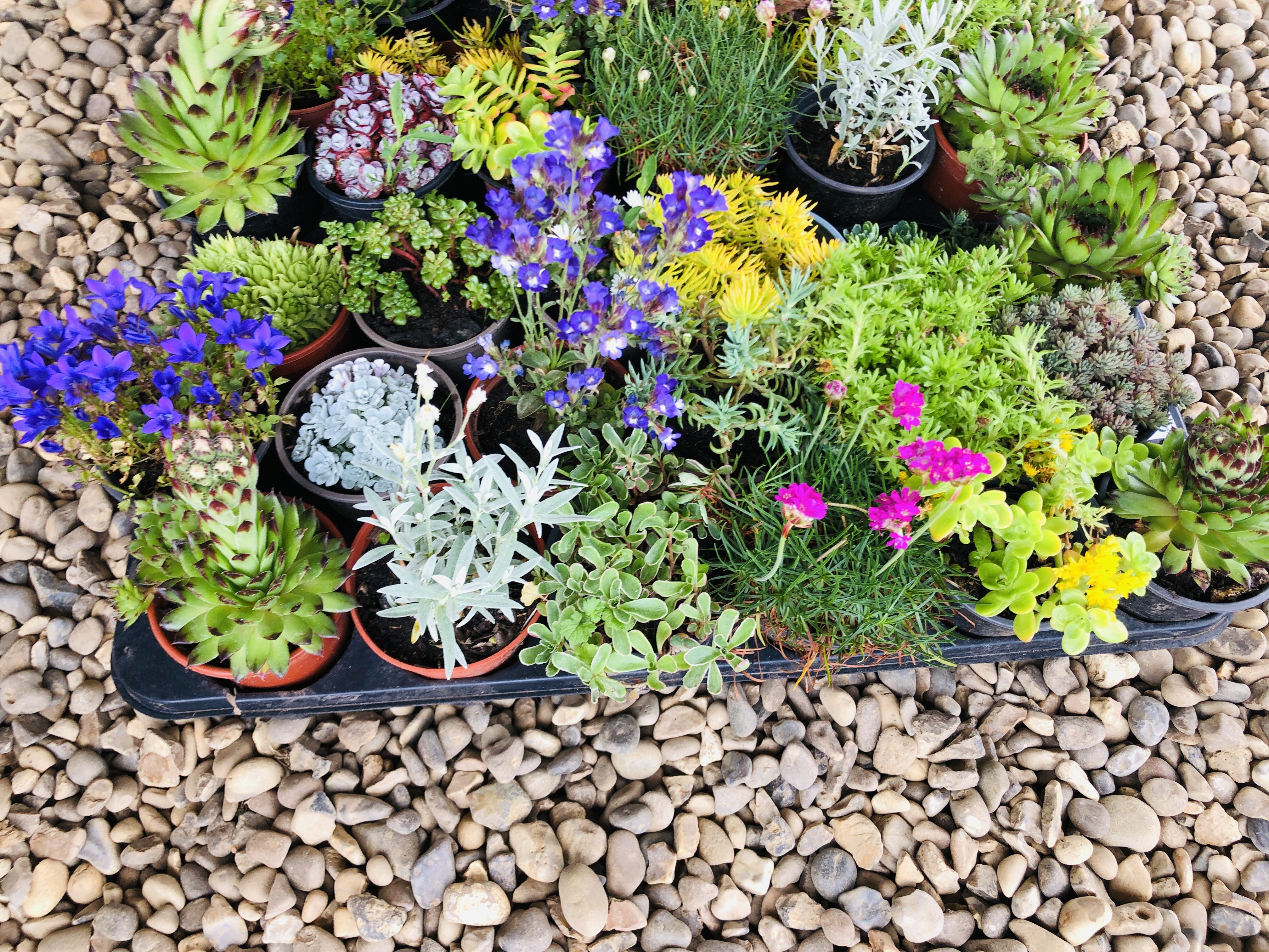 THREE TRAYS CONTAINING 18 POTTED ALPINE AND ROCKERY PLANTS. - Image 2 of 3