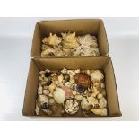 2 X BOXES CONTAINING A LARGE COLLECTION OF ASSORTED SHELLS.