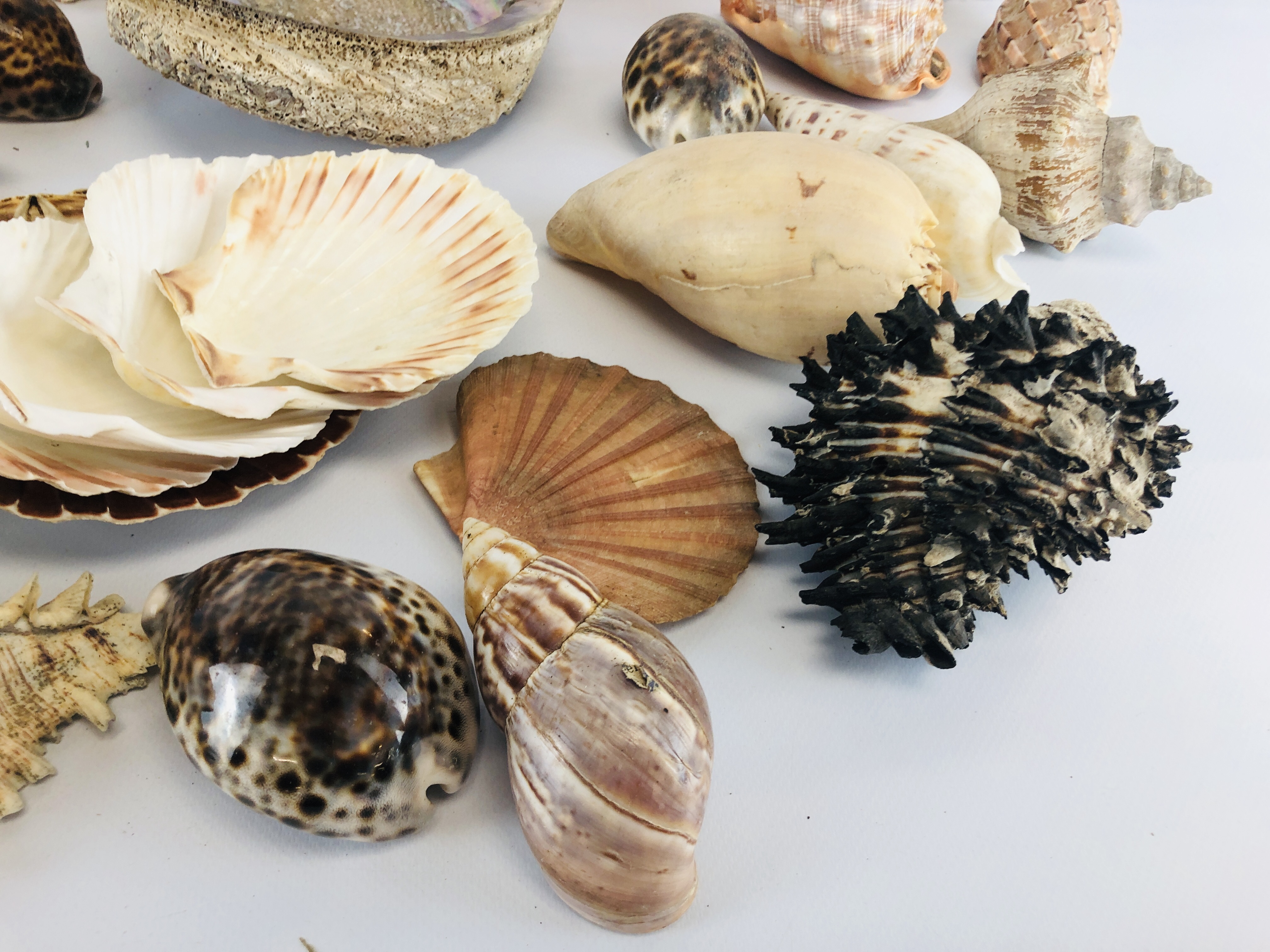 A BOX CONTAINING A LARGE COLLECTION OF ASSORTED SHELLS. - Image 2 of 6