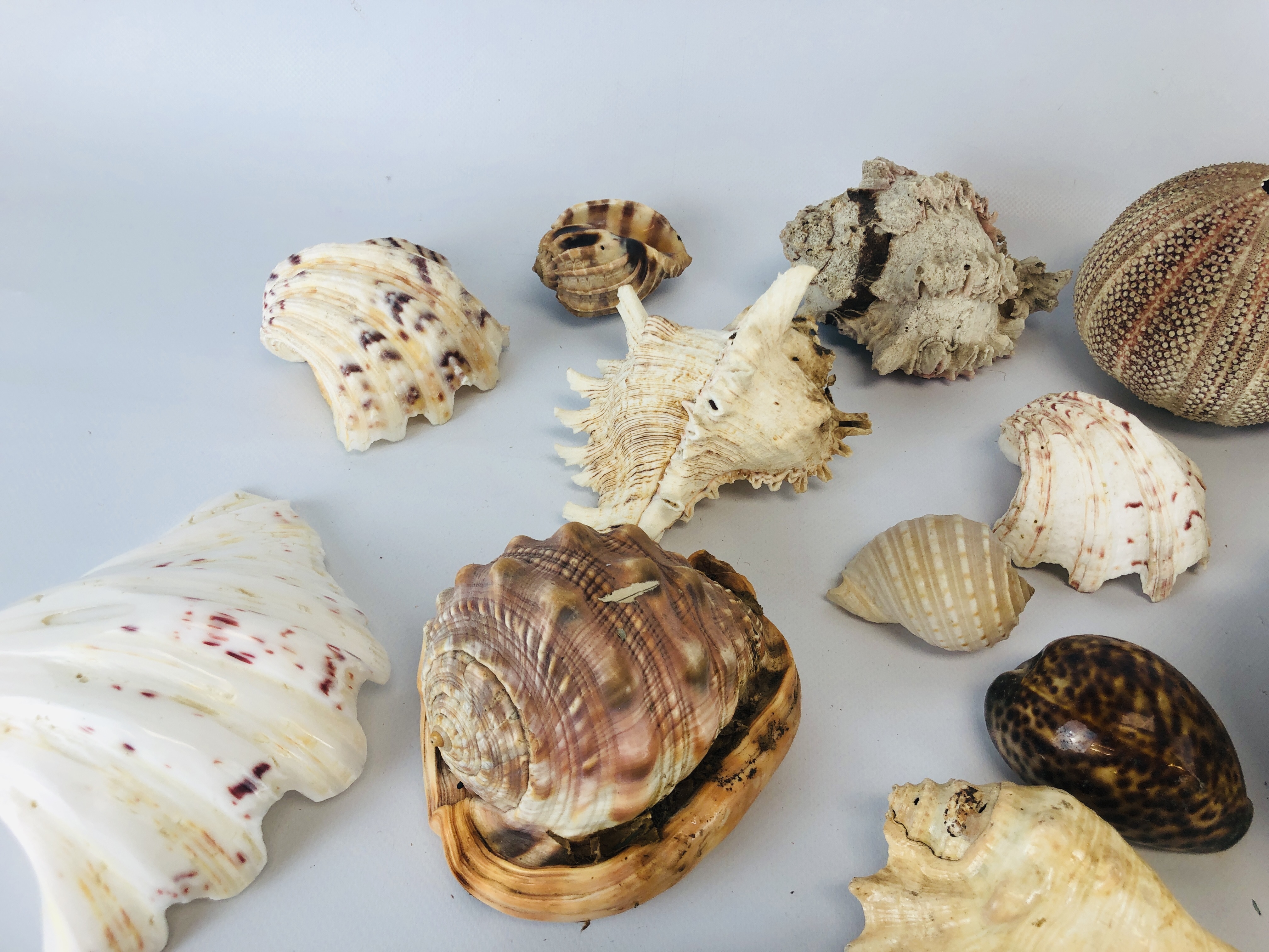 A BOX CONTAINING A LARGE COLLECTION OF ASSORTED SHELLS. - Image 5 of 6