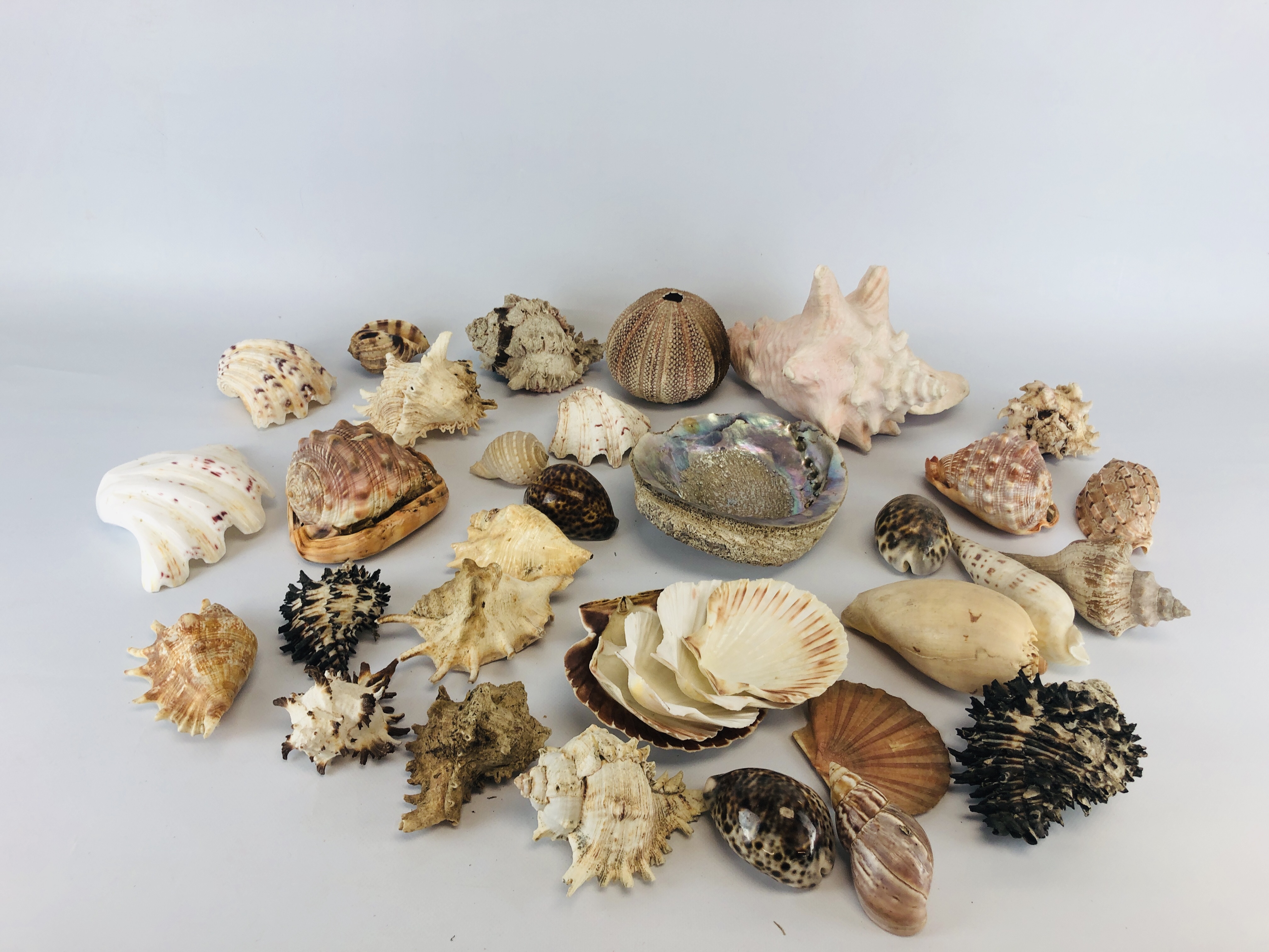 A BOX CONTAINING A LARGE COLLECTION OF ASSORTED SHELLS.