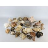 A BOX CONTAINING A LARGE COLLECTION OF ASSORTED SHELLS.