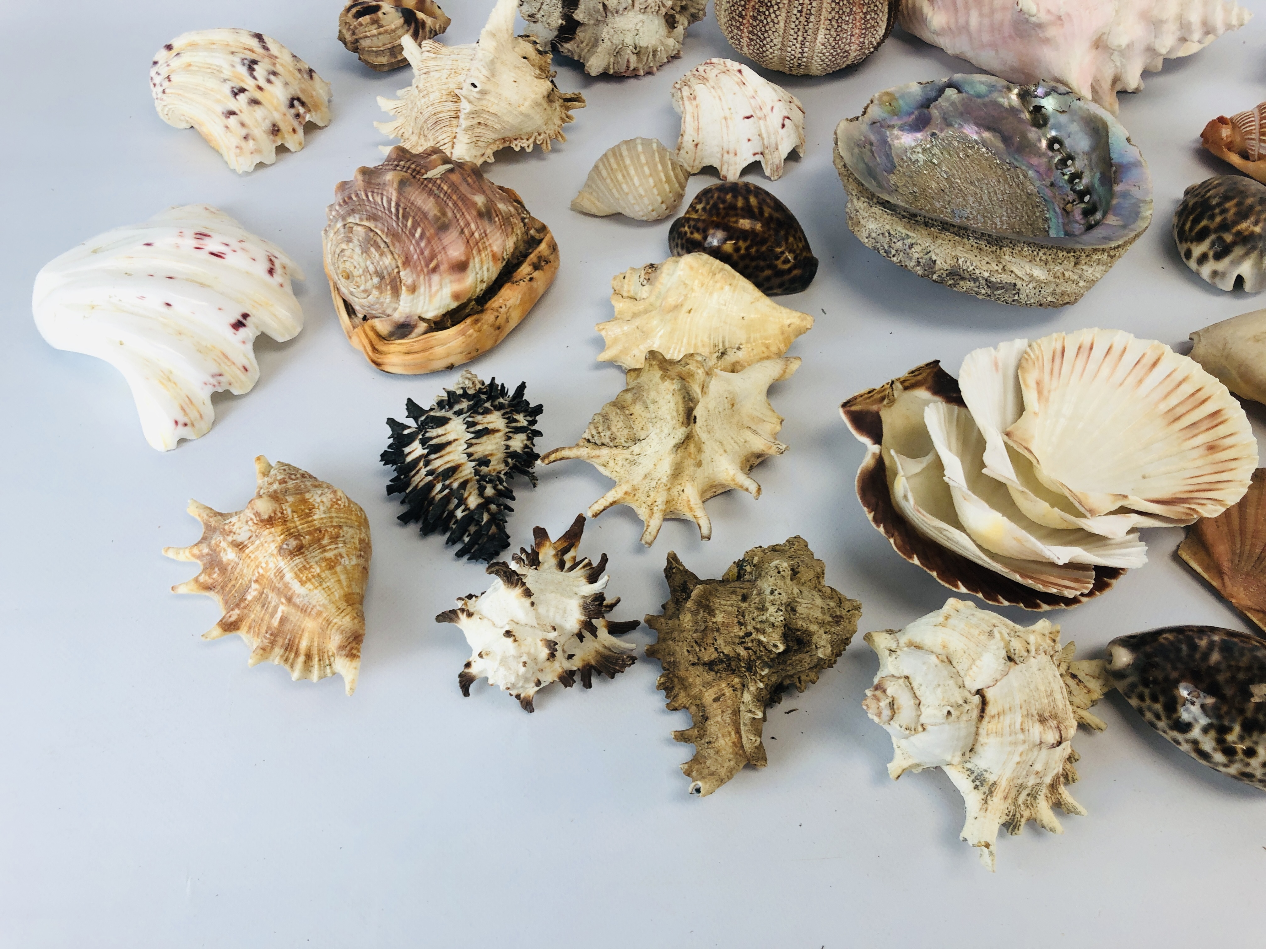 A BOX CONTAINING A LARGE COLLECTION OF ASSORTED SHELLS. - Image 6 of 6