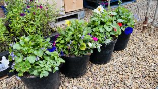 4 POTTED FLOWERS TO INCLUDE MIXED DAHLIAS, PETUNIAS ETC.