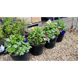 4 POTTED FLOWERS TO INCLUDE MIXED DAHLIAS, PETUNIAS ETC.