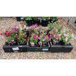 18 POTTED FUSCHIA PLANTS TO INCLUDE CANDY, JOLLIES, NANTES ETC.