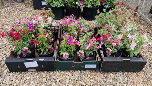 18 POTTED FUSCHIA PLANTS TO INCLUDE CANDY, JOLLIES, NANTES ETC.