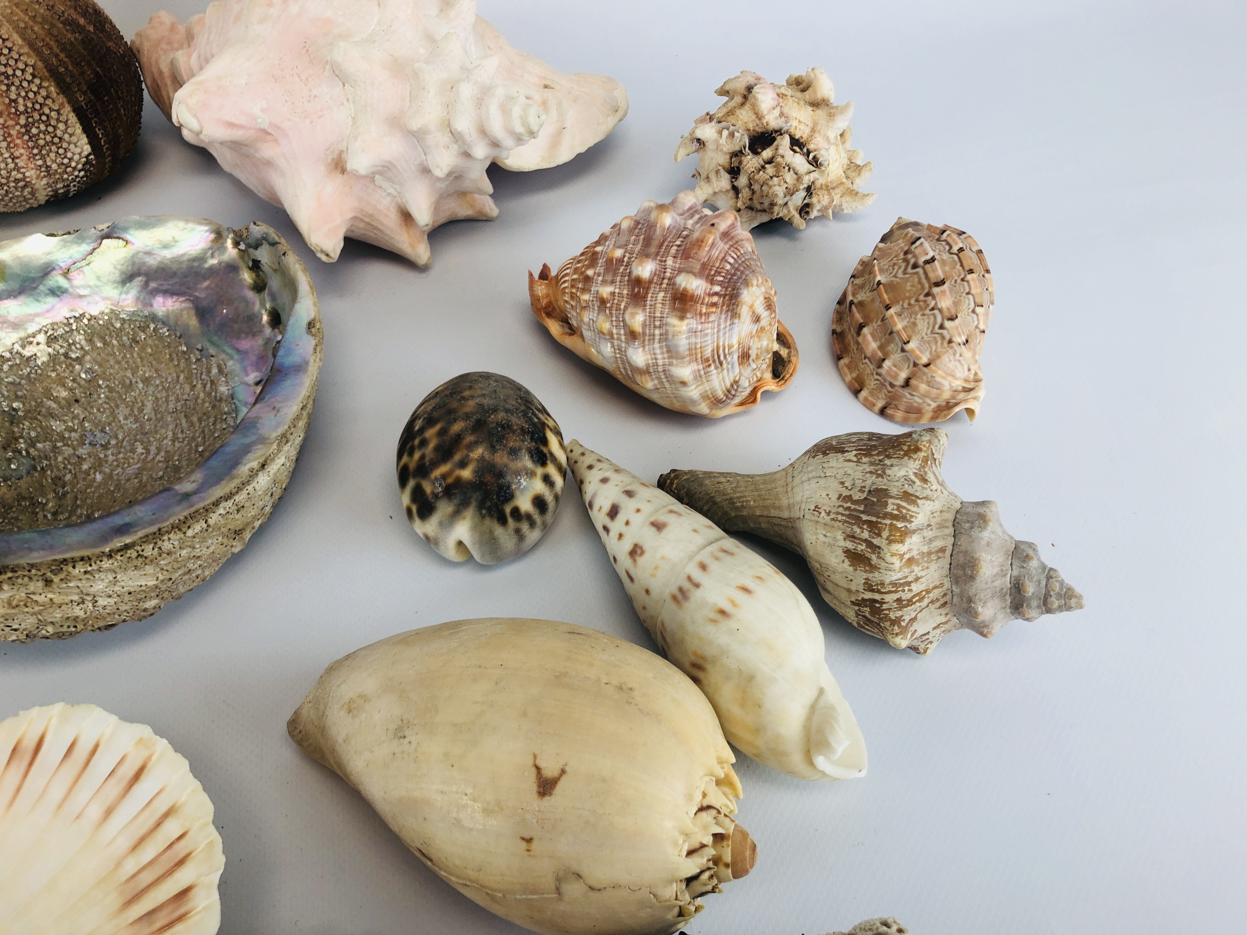 A BOX CONTAINING A LARGE COLLECTION OF ASSORTED SHELLS. - Image 3 of 6