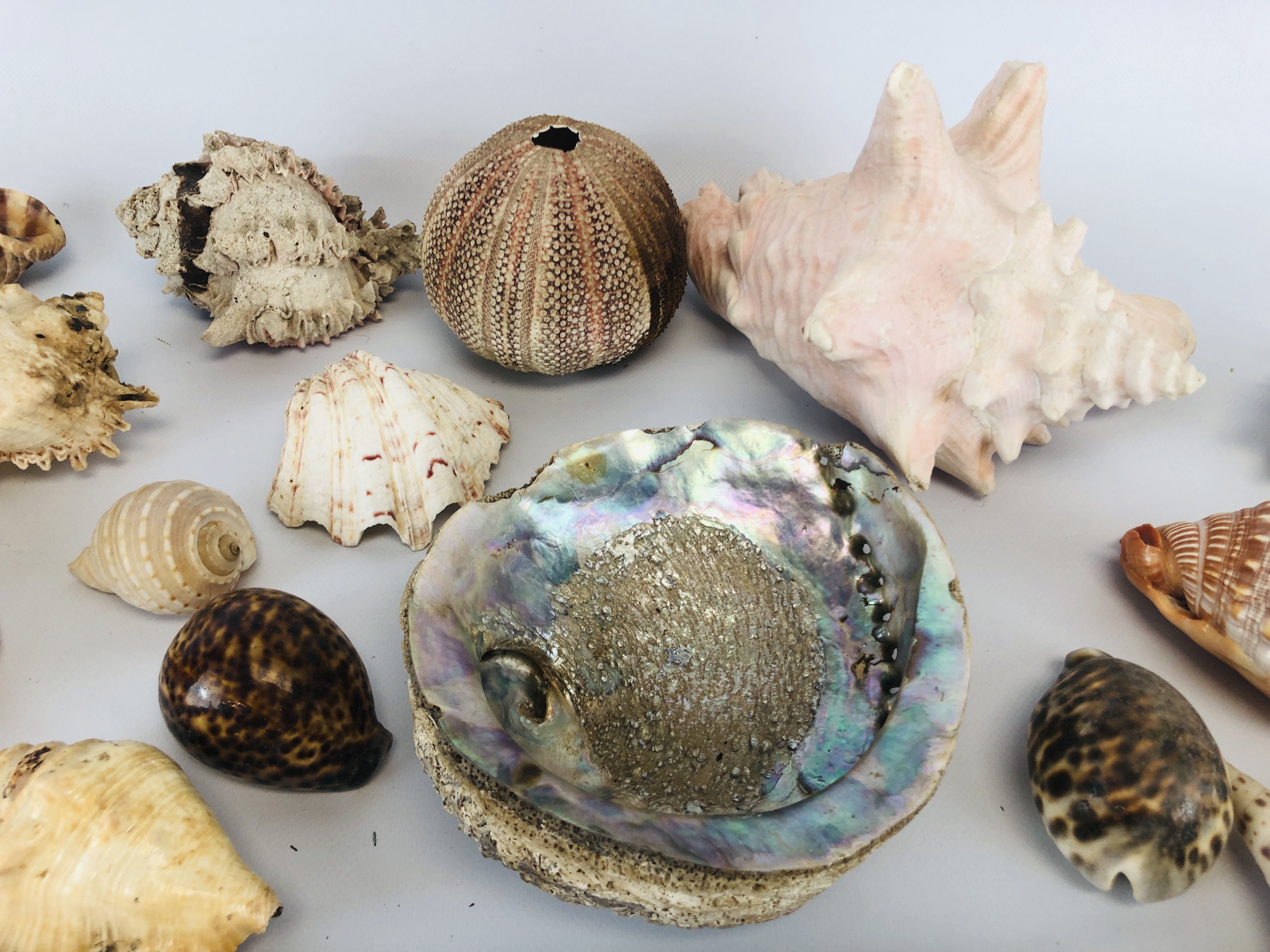 A BOX CONTAINING A LARGE COLLECTION OF ASSORTED SHELLS. - Image 4 of 6