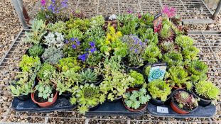 3 TRAYS OF 18 POTTED ALPINE AND ROCKERY PLANTS.