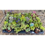 3 TRAYS OF 18 POTTED ALPINE AND ROCKERY PLANTS.