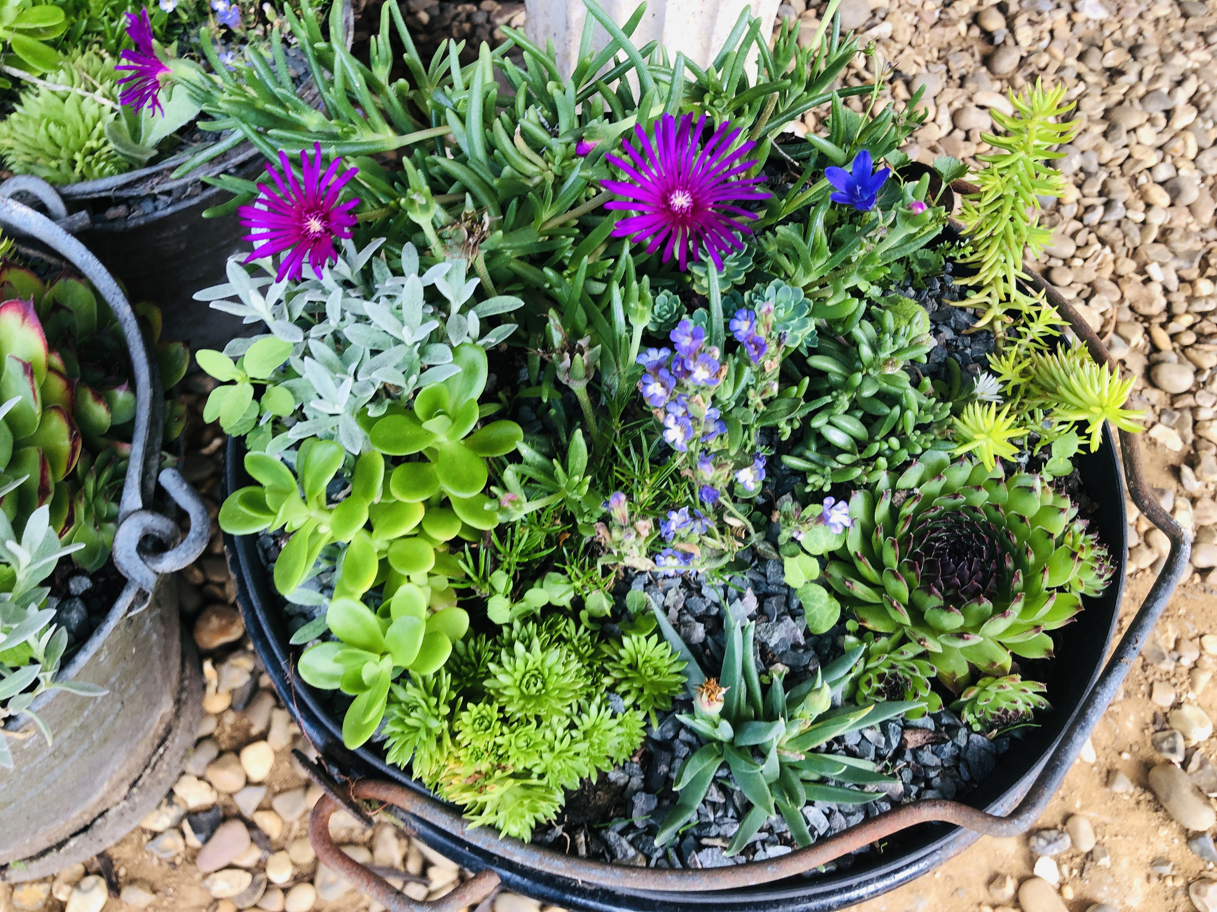 THREE VINTAGE BUCKETS CONTAINING ROCKERY AND ALPINE PLANTS ALONG WITH PLASTIC TROUGH PLANTER WITH - Image 2 of 6