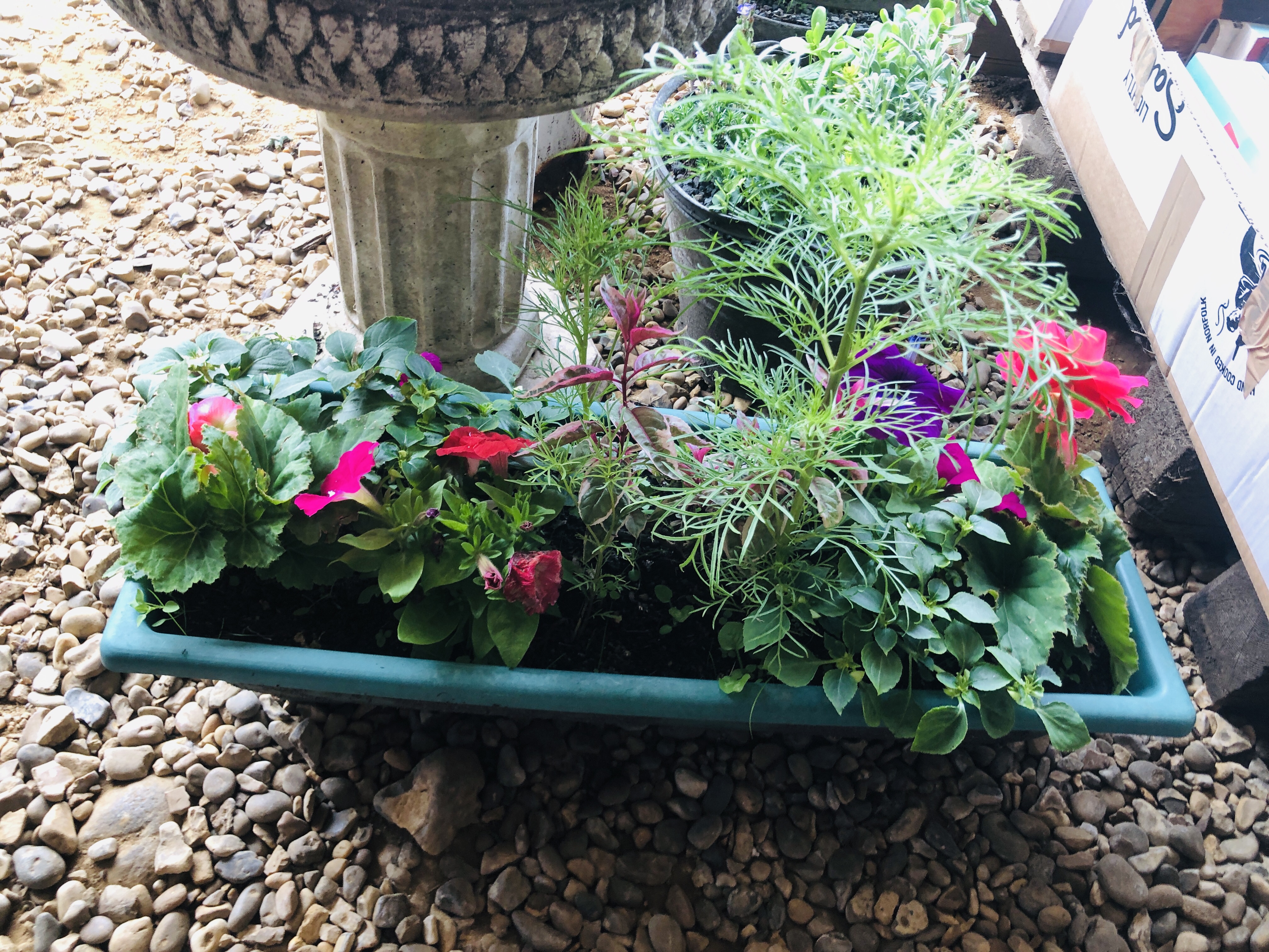 THREE VINTAGE BUCKETS CONTAINING ROCKERY AND ALPINE PLANTS ALONG WITH PLASTIC TROUGH PLANTER WITH - Image 5 of 6