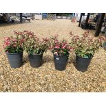 FOUR POTTED FUCHSIA PLANTS TO INCLUDE TOM WEST, CANDY.