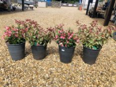 FOUR POTTED FUCHSIA PLANTS TO INCLUDE TOM WEST, CANDY.