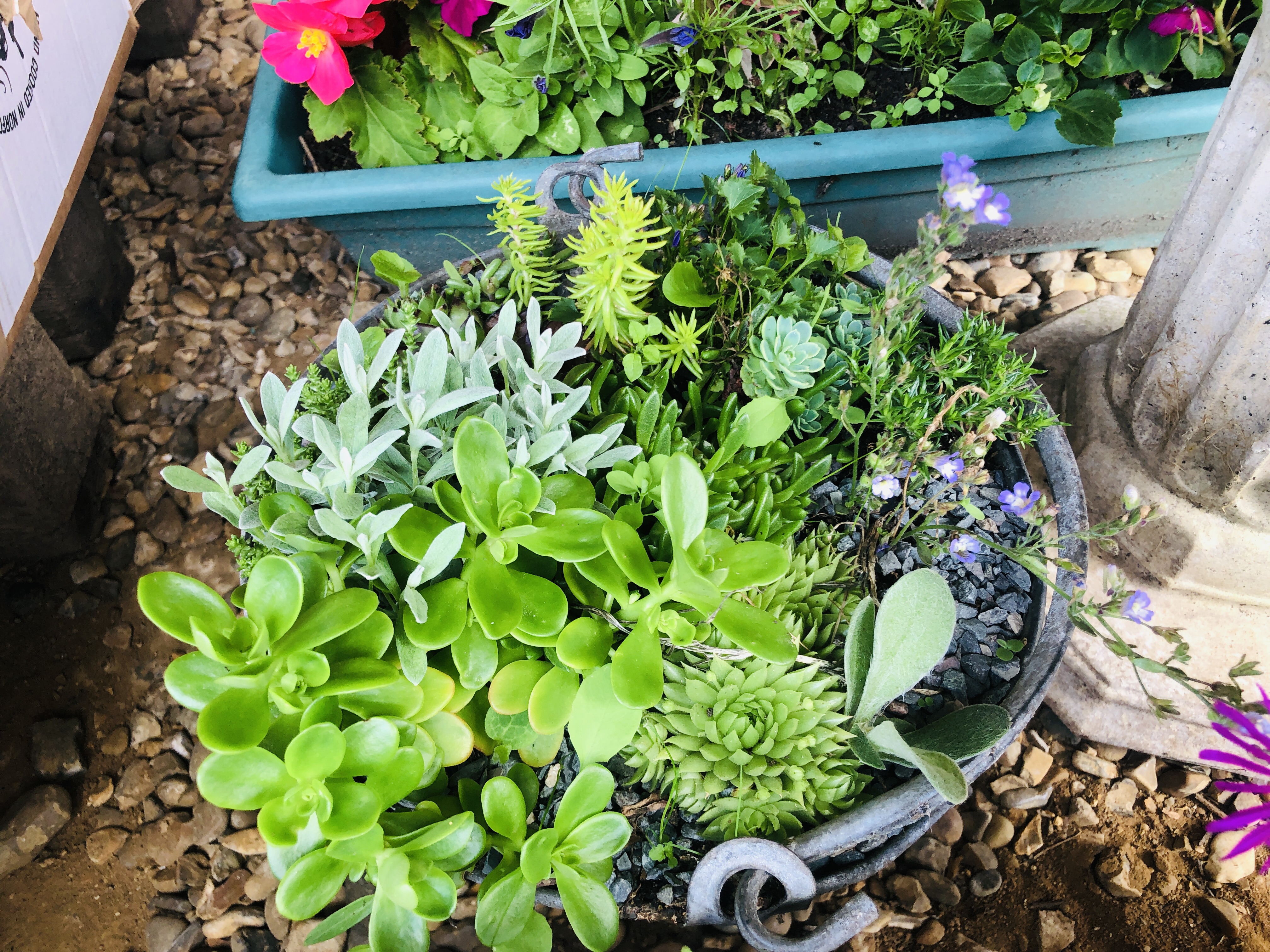 THREE VINTAGE BUCKETS CONTAINING ROCKERY AND ALPINE PLANTS ALONG WITH PLASTIC TROUGH PLANTER WITH - Image 4 of 6