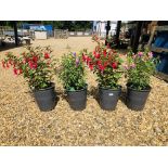 FOUR POTTED FUCHSIA PLANTS TO INCLUDE BEACON, MOODY BLUE.