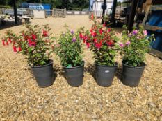 FOUR POTTED FUCHSIA PLANTS TO INCLUDE BEACON, MOODY BLUE.