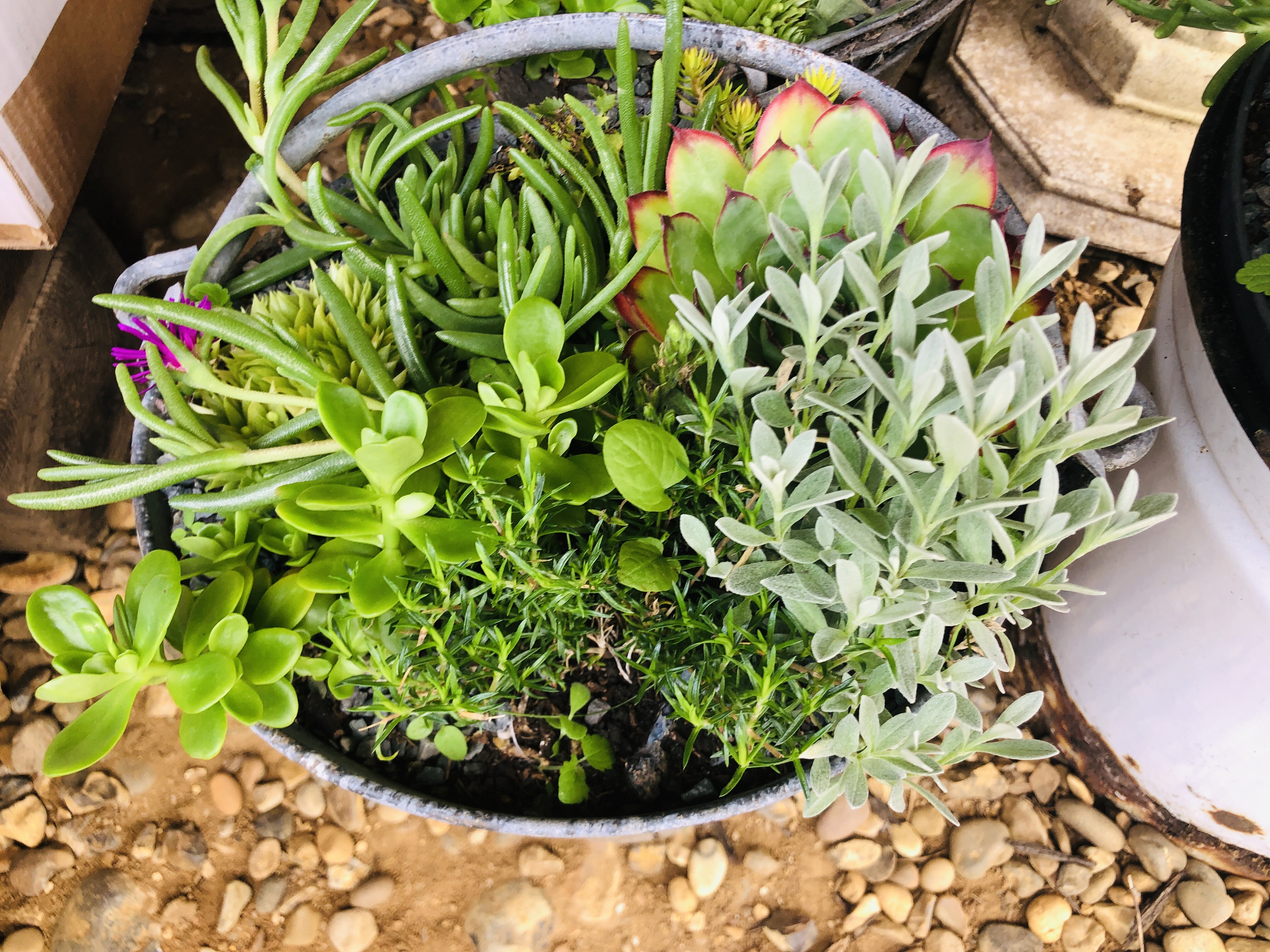 THREE VINTAGE BUCKETS CONTAINING ROCKERY AND ALPINE PLANTS ALONG WITH PLASTIC TROUGH PLANTER WITH - Image 3 of 6