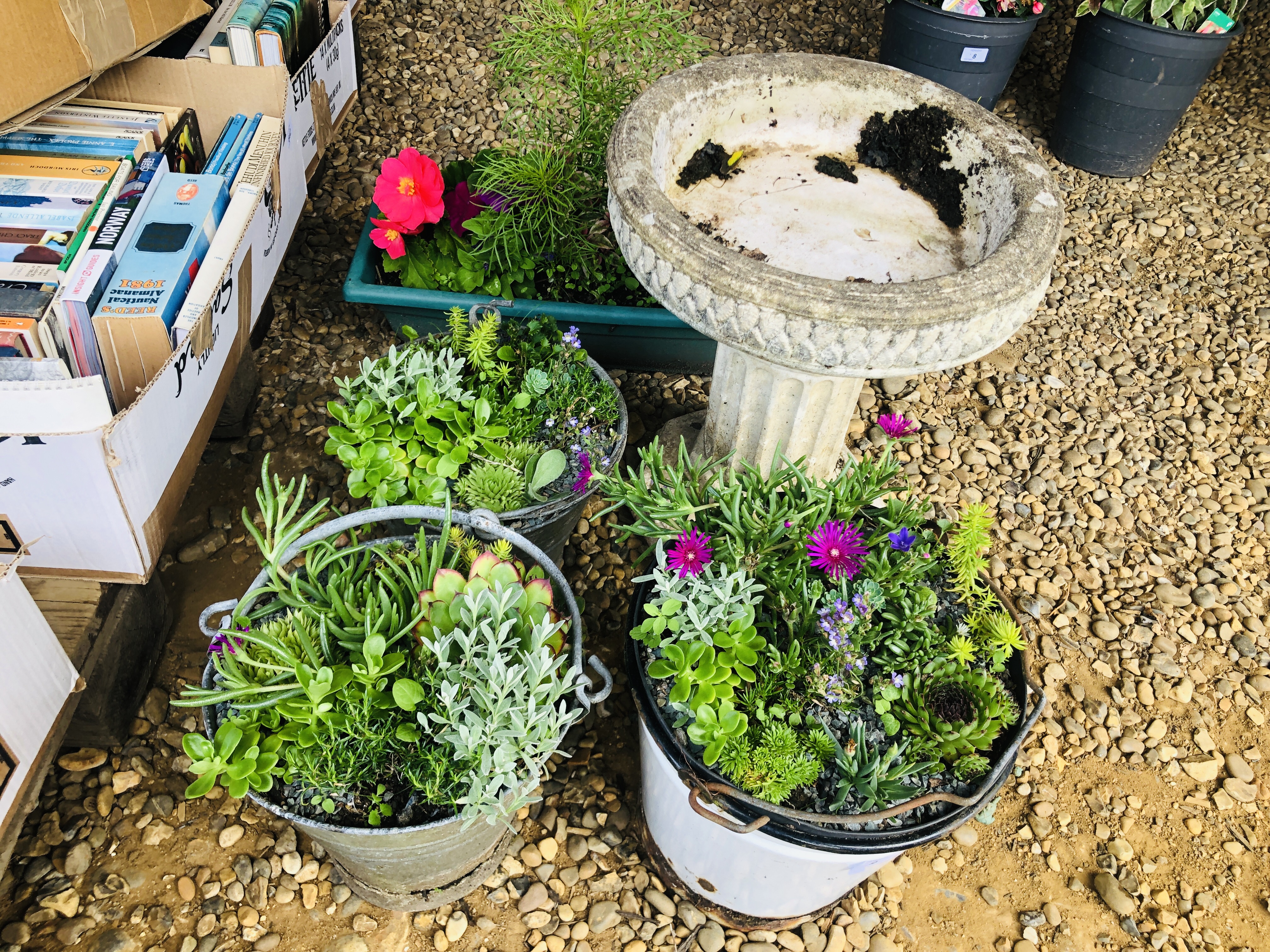 THREE VINTAGE BUCKETS CONTAINING ROCKERY AND ALPINE PLANTS ALONG WITH PLASTIC TROUGH PLANTER WITH