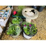 THREE VINTAGE BUCKETS CONTAINING ROCKERY AND ALPINE PLANTS ALONG WITH PLASTIC TROUGH PLANTER WITH