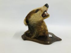 A VINTAGE TAXIDERMY STUDY OF A MOUNTED BADGER'S HEAD DATED AUGUST 28 1905 H.J.H.B.