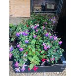 18 MIXED POTTED FUCHSIA PLANTS TO INCLUDE HOLLY BEAUTY, BEACON, NUDY BLUE.