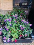 18 MIXED POTTED FUCHSIA PLANTS TO INCLUDE HOLLY BEAUTY, BEACON, NUDY BLUE.