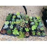45 POTTED ALPINE AND ROCKERY PLANTS.
