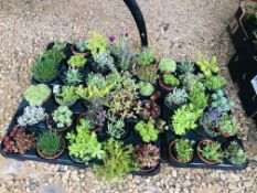 45 POTTED ALPINE AND ROCKERY PLANTS.