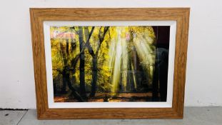 MODERN FRAMED WOODLAND PRINT ENTITLED "YELLOW LEAVES" 60 X 90CM.