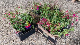 18 POTTED FUCHSIAS TO INCLUDE GENERAL MONK, ALICE HOFF MAN, BEACON.