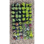 54 POTTED ALPINE AND ROCKERY PLANTS TO INCLUDE SEMPERVIVUM AND 18 LAVENDER PLANTS.