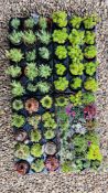 54 POTTED ALPINE AND ROCKERY PLANTS TO INCLUDE SEMPERVIVUM AND 18 LAVENDER PLANTS.